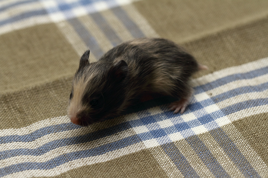 Jonge Syrische hamsters die opgroeien