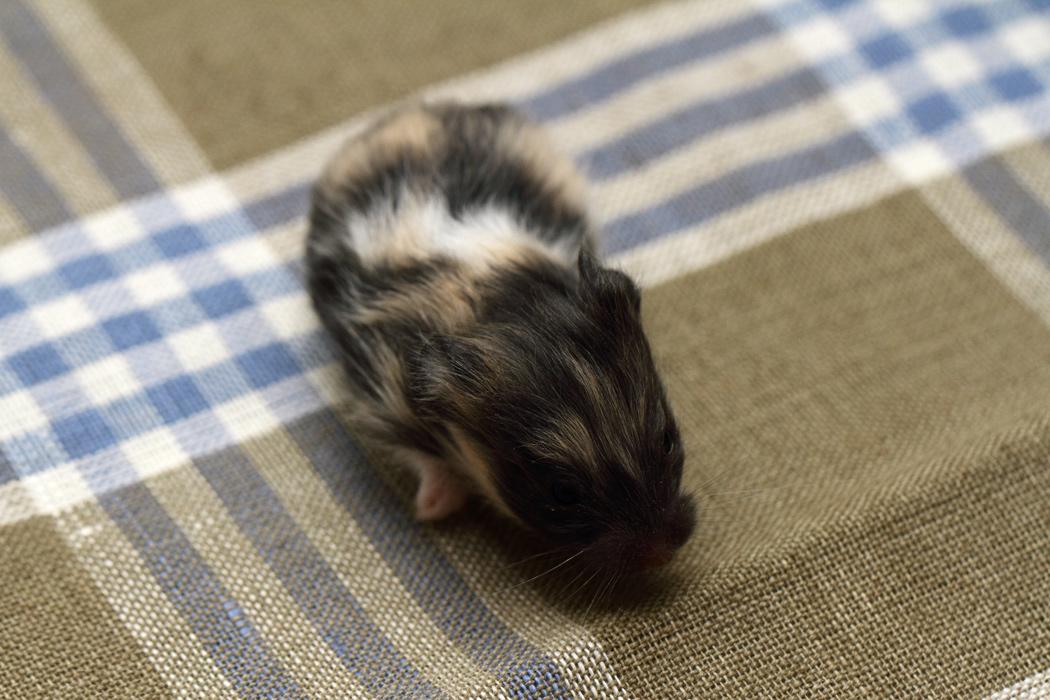 Jonge Syrische hamsters die opgroeien