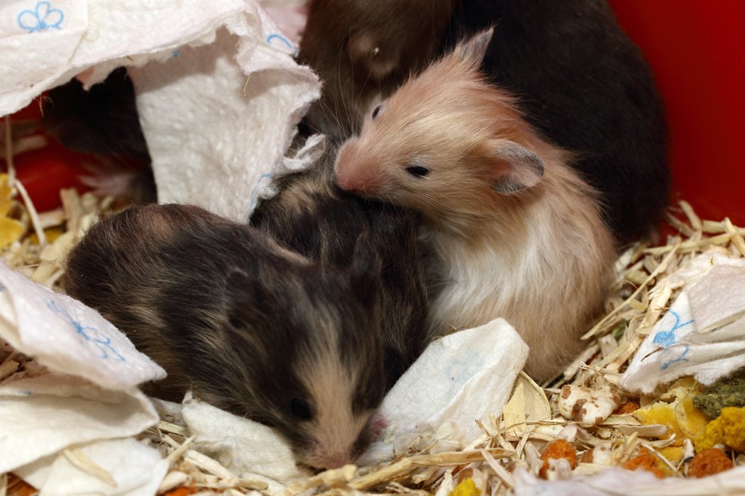 Jonge Syrische hamsters die opgroeien