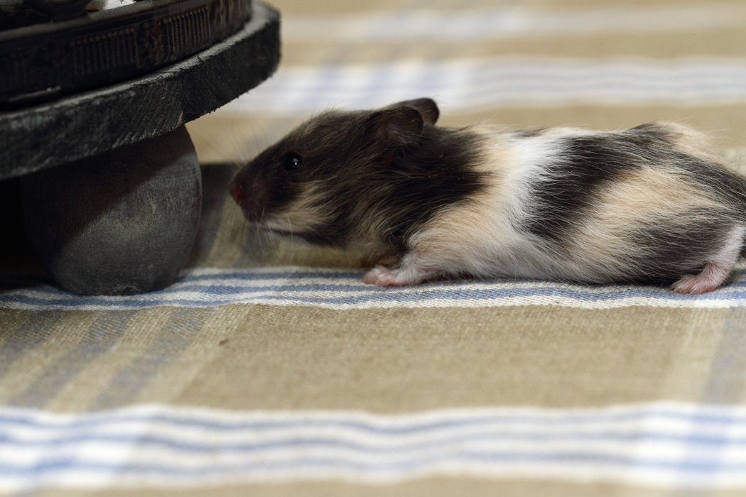 Jonge Syrische hamsters die opgroeien