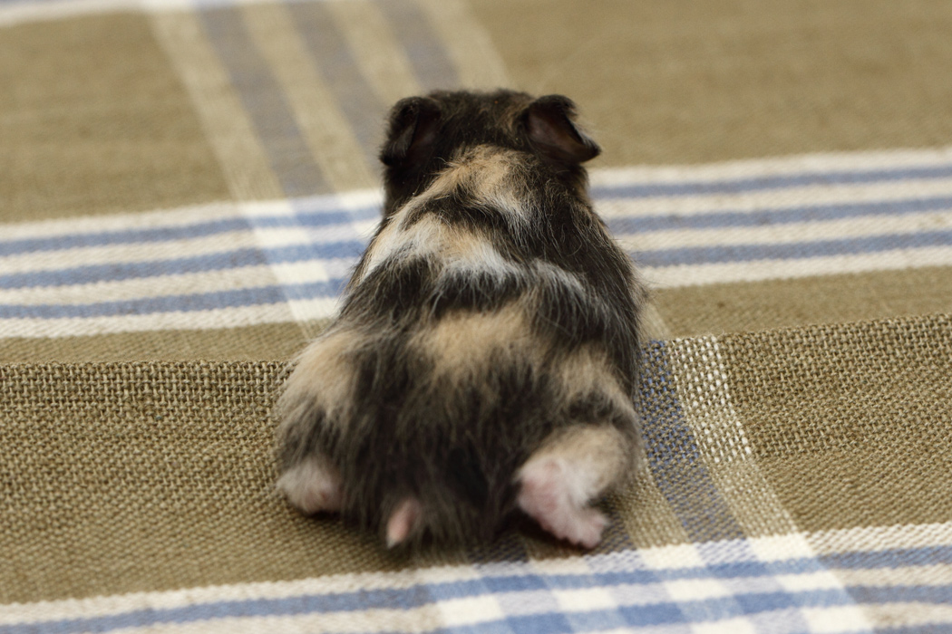 Jonge Syrische hamsters die opgroeien