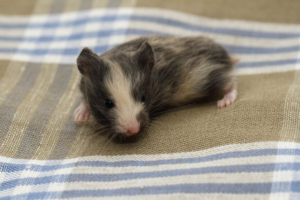 Jonge Syrische hamsters die opgroeien