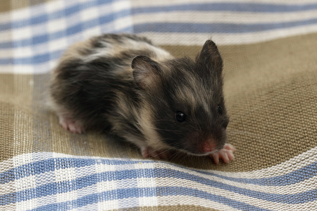 Jonge Syrische hamsters die opgroeien