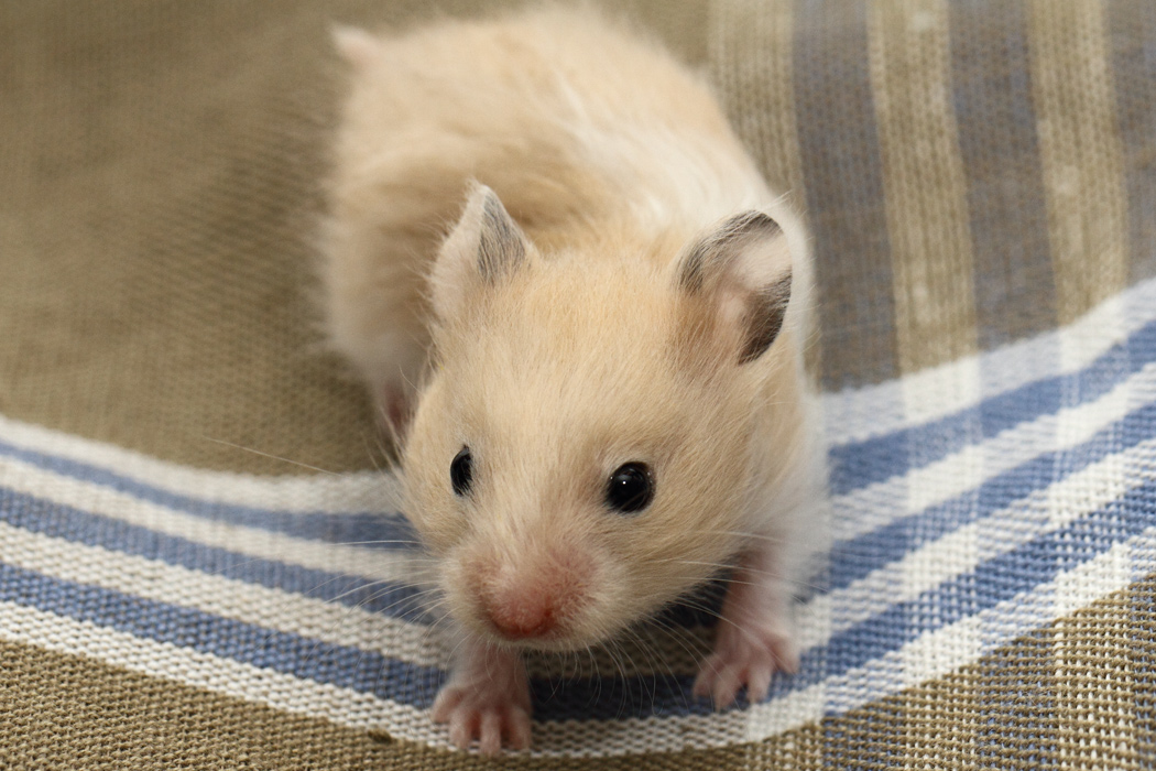 Jonge Syrische hamsters die opgroeien