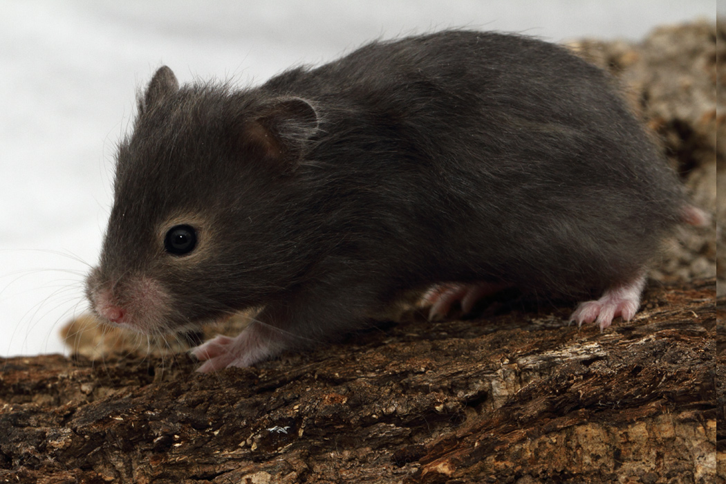 Jonge Syrische hamsters die opgroeien