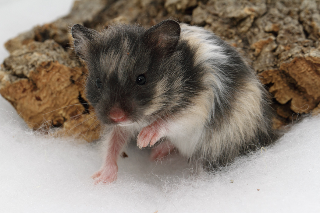 Jonge Syrische hamsters die opgroeien