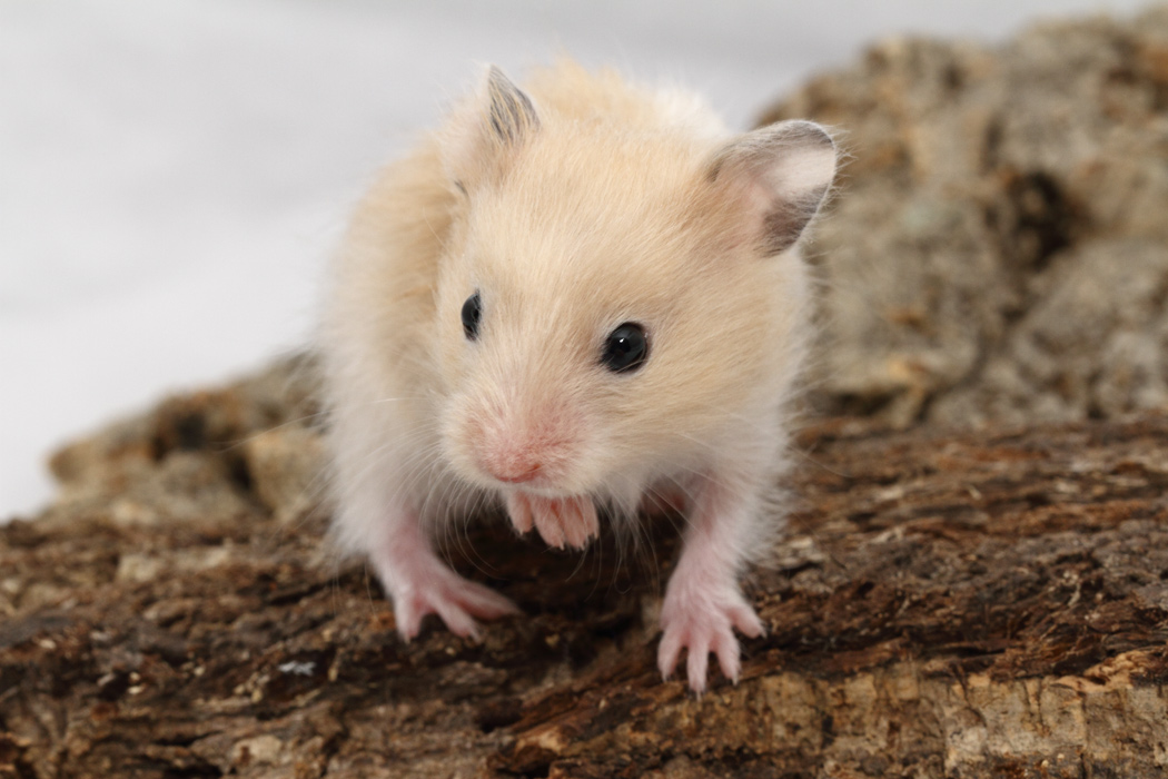 Jonge Syrische hamsters die opgroeien