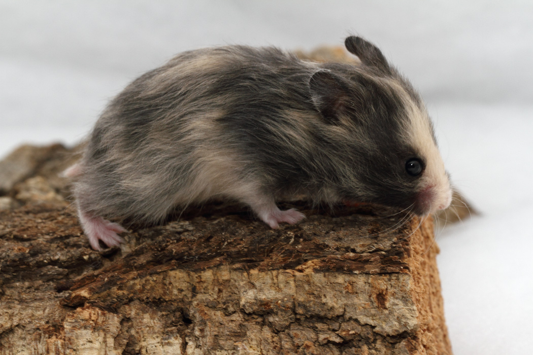 Jonge Syrische hamsters die opgroeien