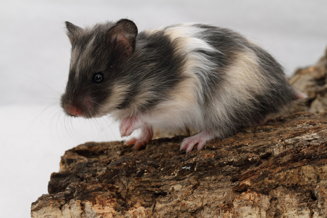 Jonge Syrische hamsters die opgroeien