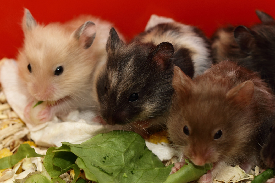 Jonge Syrische hamsters die opgroeien