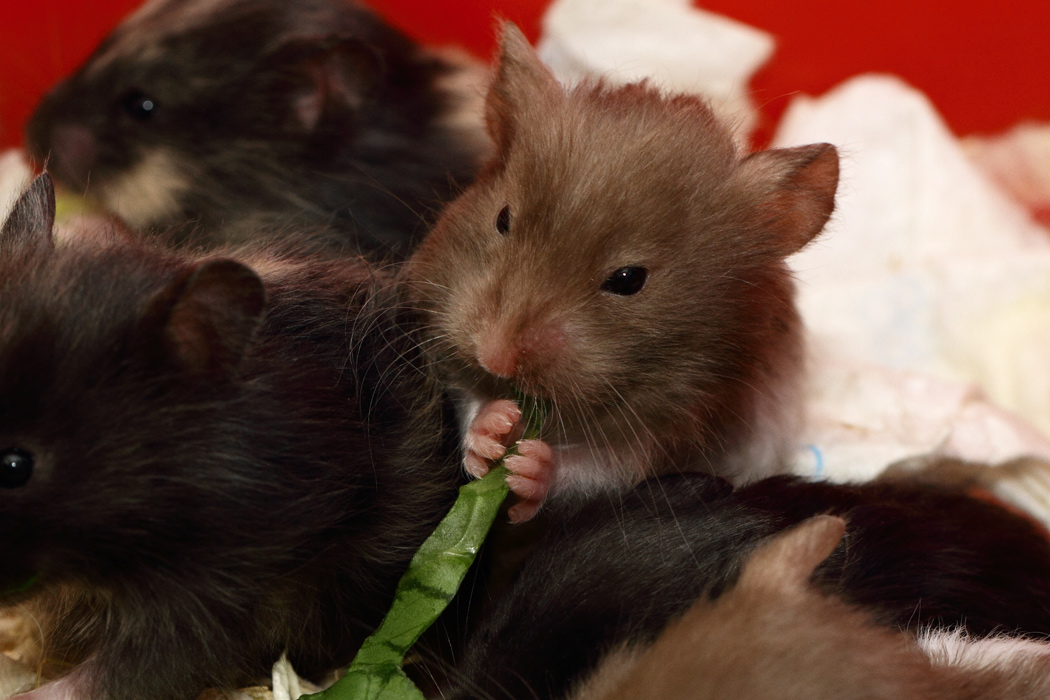 Jonge Syrische hamsters die opgroeien