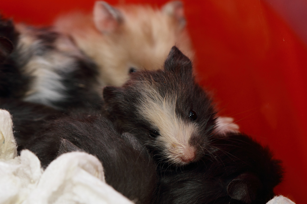 Jonge Syrische hamsters die opgroeien