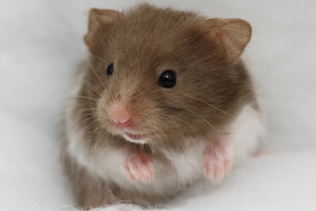 Jonge Syrische hamsters die opgroeien