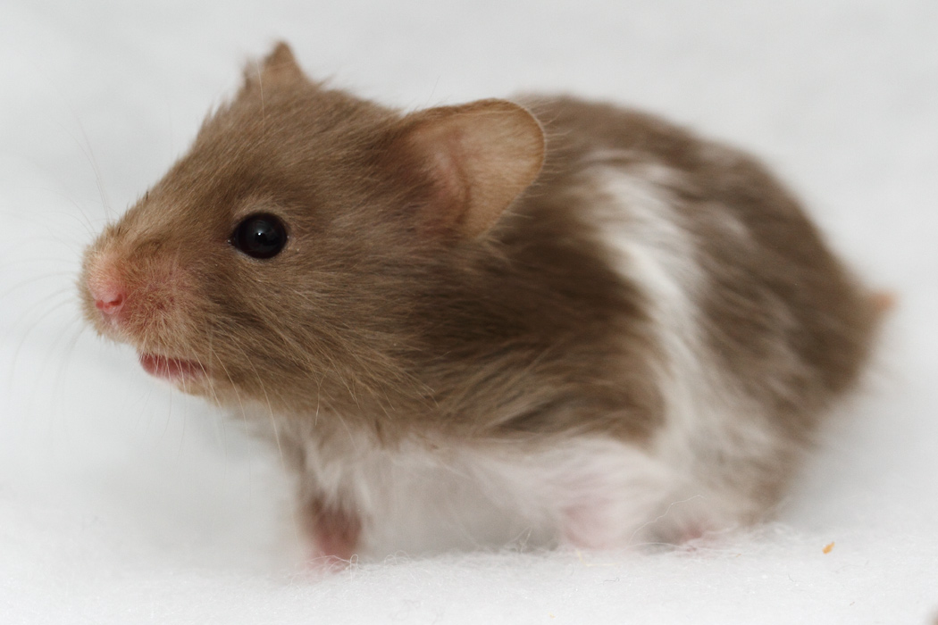 Jonge Syrische hamsters die opgroeien