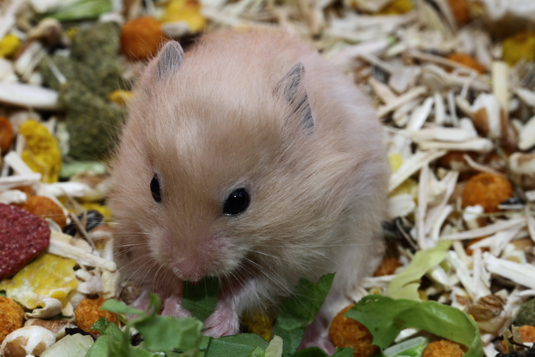 Jonge Syrische hamsters die opgroeien