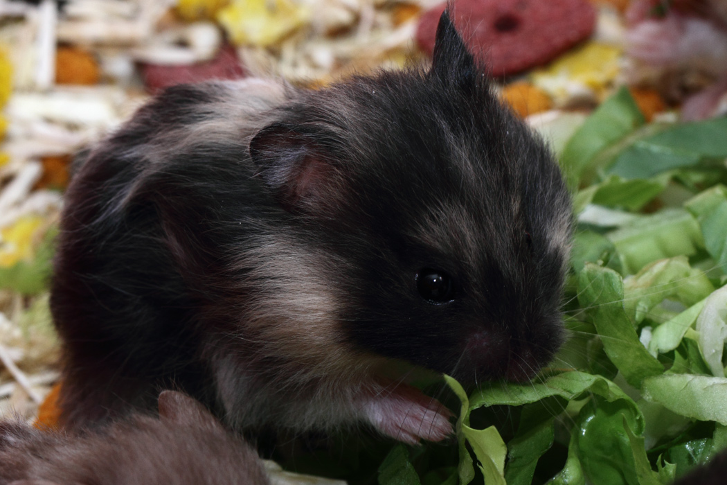 Jonge Syrische hamsters die opgroeien