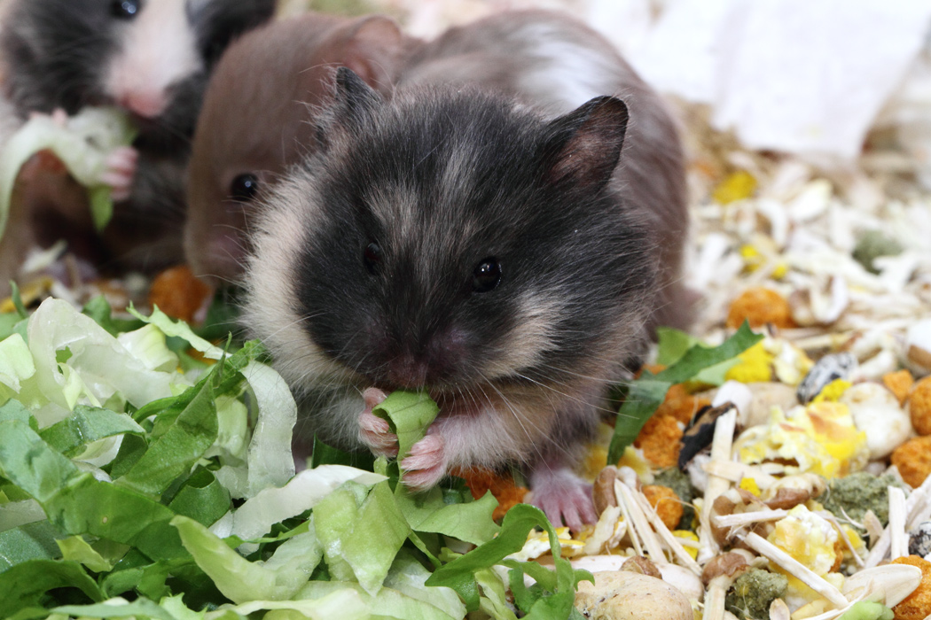 Jonge Syrische hamsters die opgroeien