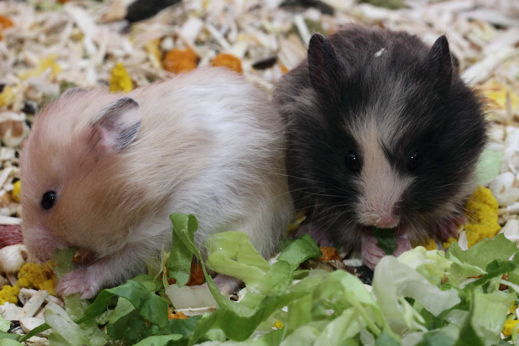 Jonge Syrische hamsters die opgroeien