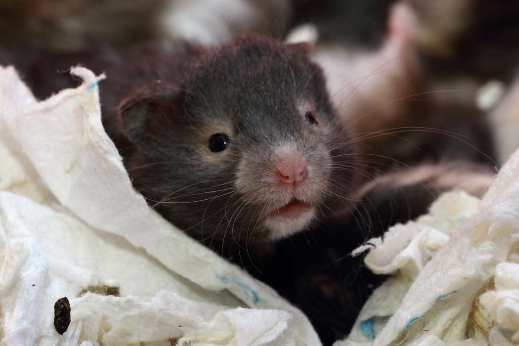 Jonge Syrische hamsters die opgroeien