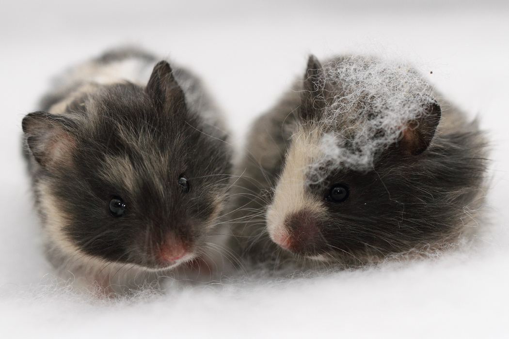 Jonge Syrische hamsters die opgroeien