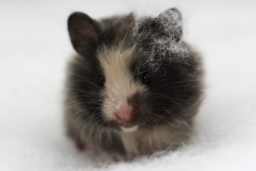 Jonge Syrische hamsters die opgroeien