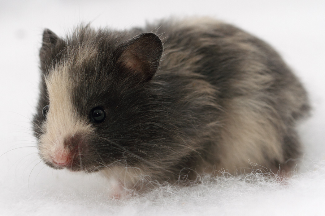 Jonge Syrische hamsters die opgroeien