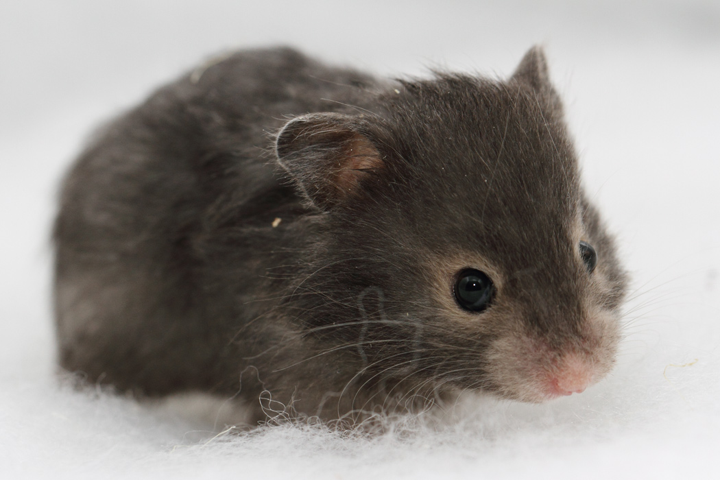 Jonge Syrische hamsters die opgroeien