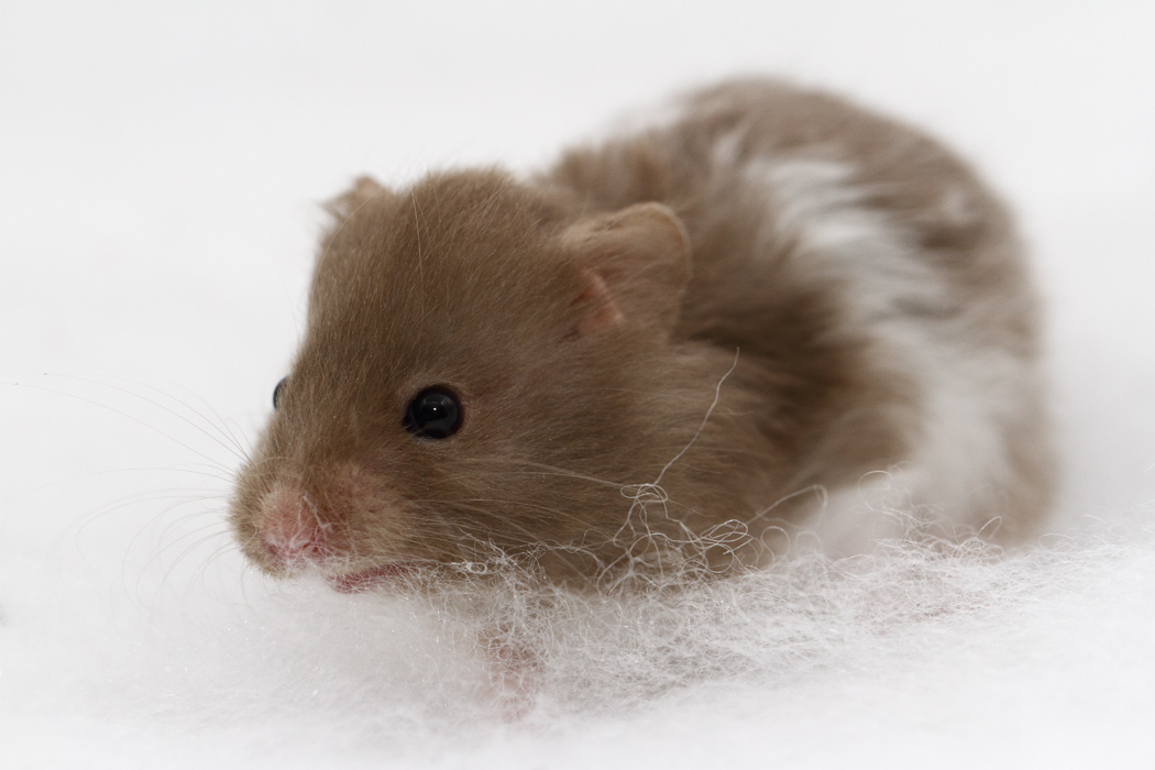 Jonge Syrische hamsters die opgroeien