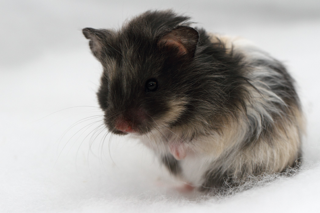 Jonge Syrische hamsters die opgroeien