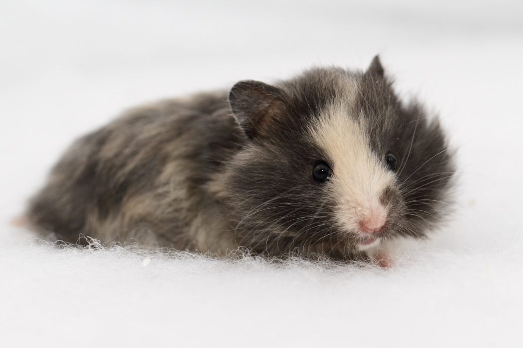 Jonge Syrische hamsters die opgroeien