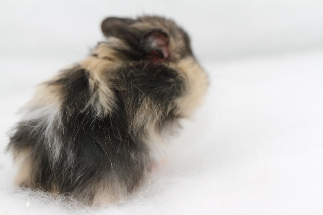 Jonge Syrische hamsters die opgroeien