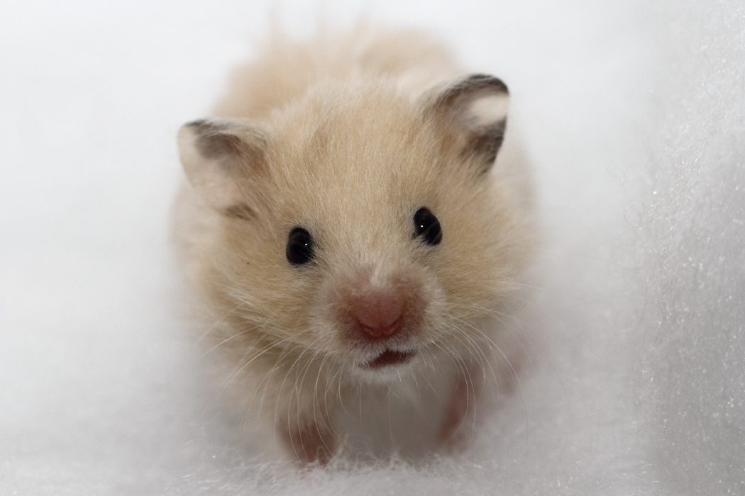 Jonge Syrische hamsters die opgroeien