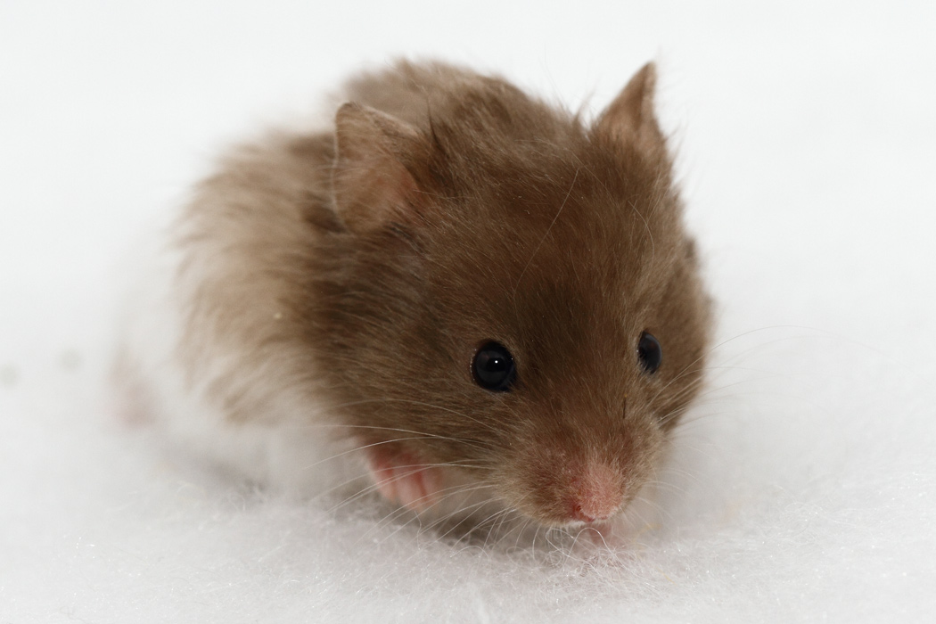 Jonge Syrische hamsters die opgroeien