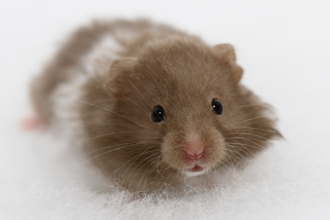 Jonge Syrische hamsters die opgroeien