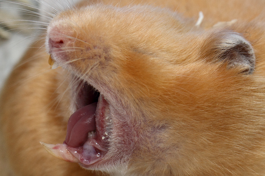 Syrische hamster tong