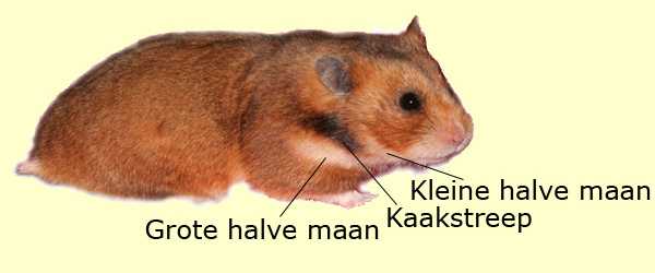 Syrische hamster grote en kleine manen