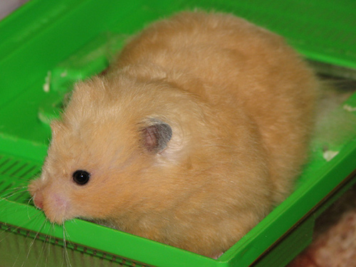 Syrische hamsters met insnoering