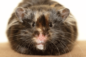 Kop Syrische hamster animatie oren en ogen stand
