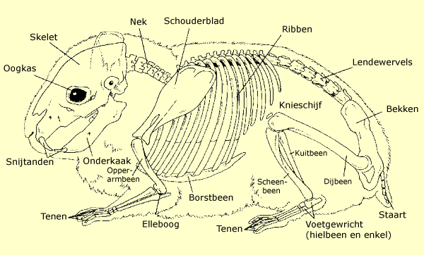 Skelet van een Syrische hamster