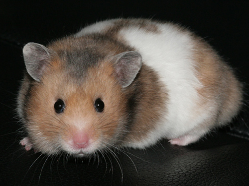 Syrische hamsters zonder insnoering