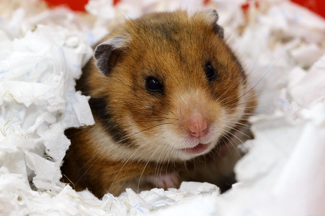 Lieve hamster