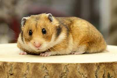 Hamster, soort Syrische hamster