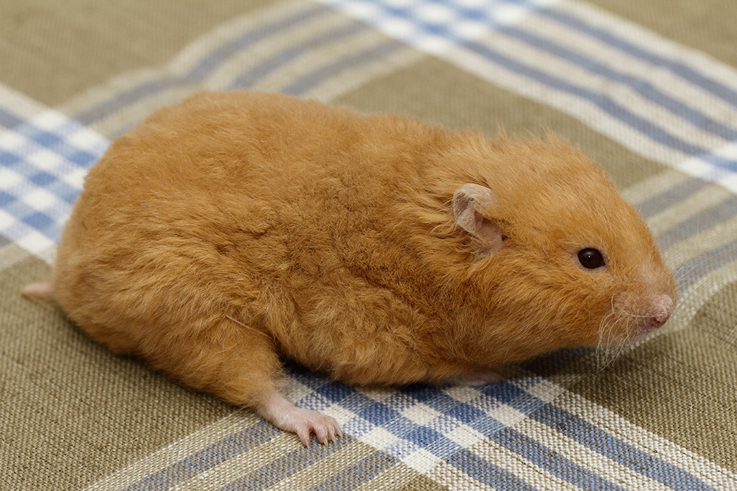 Hamster ontwaakt uit winterslaap