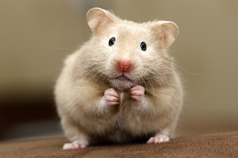industrie gouden spreker Dwerg)hamster - informatie over alle soorten hamsters