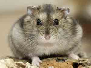 Russische dwerghamster, wildkleur Hamster